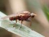 Suillia sp.